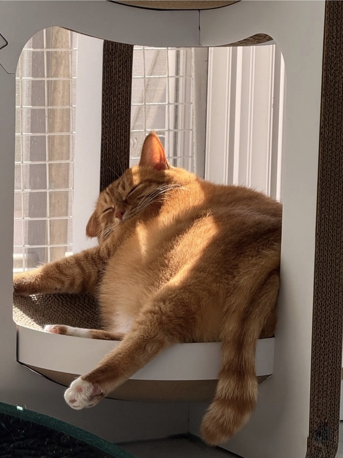 Кот дня
