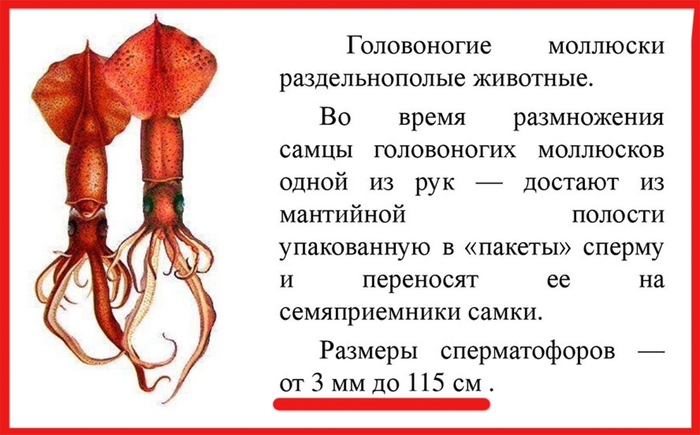 Как так получилось? Кальмар, по всей видимости, был не только недоварен, а еще и недочищен и недомыт. Особь принадлежала к мужскому полу (кальмары – раздельнополые животные), и у этой особи сохранились живые семянесущие клетки.