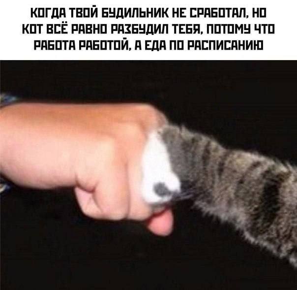 Спасибо коте за заботю
