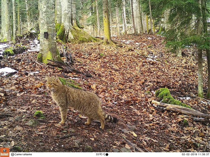 Кавказский лесной кот