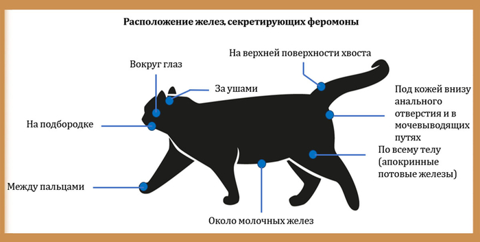 А когда человек возвращается, заходя в дом, кошка спешит их обновить, ведь за время его отсутствия запах меток мог ослабнуть и смешаться другими запахами.