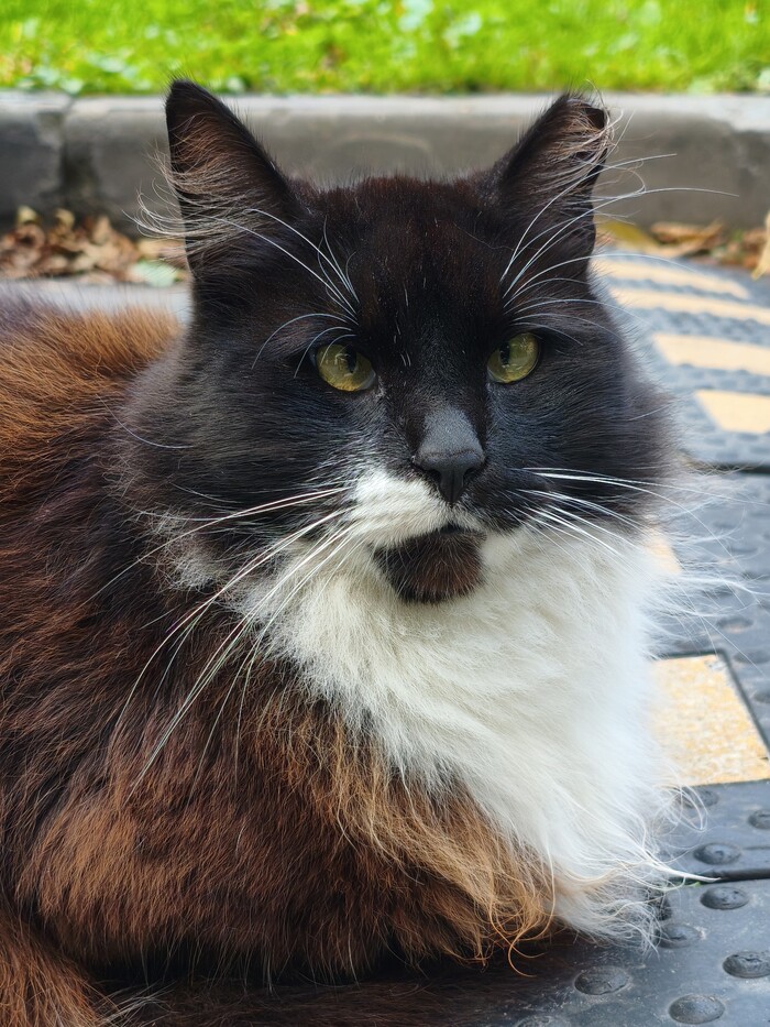 Уличный котей