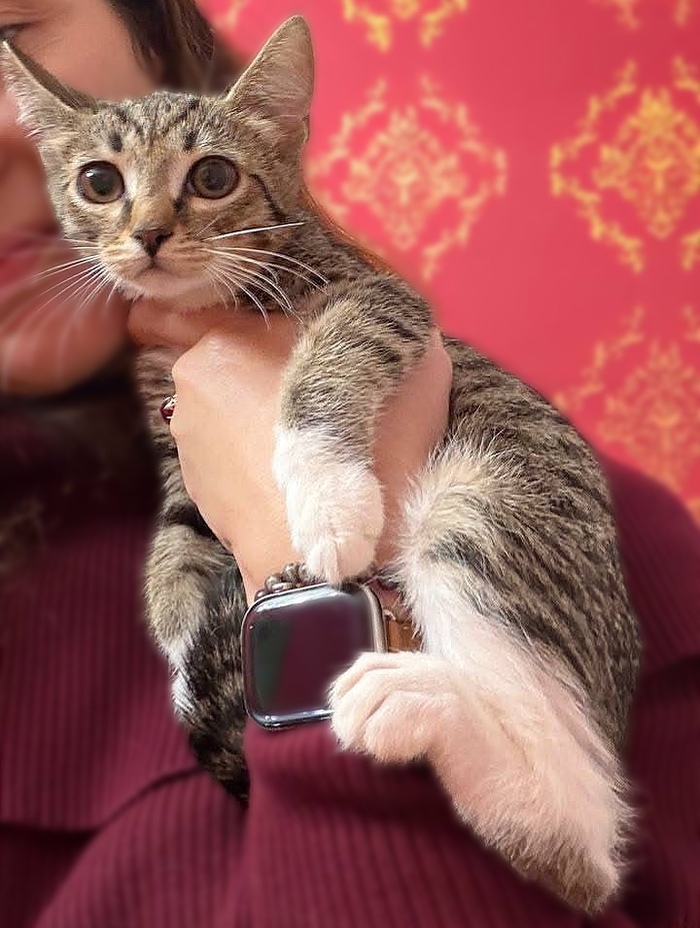 Ищут дом котята-сестрички - Гаечка и Масяня!