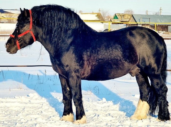 Камелот (Либерал - Кефаль) 2015 года рождения. Фото из группы <a href="https://pikabu.ru/story/russkiy_tyazhelovoz_14435484?u=https%3A%2F%2Fvk.ru%2Frusskytyajelovoz&t=%D0%A0%D1%83%D1%81%D1%81%D0%BA%D0%B8%D0%B9%20%D1%82%D1%8F%D0%B6%D0%B5%D0%BB%D0%BE%D0%B2%D0%BE%D0%B7&h=8c97802882b1e7bf3d1c33206908db85e88399ac" title="https://vk.ru/russkytyajelovoz" target="_blank" rel="nofollow noopener">Русский тяжеловоз</a>