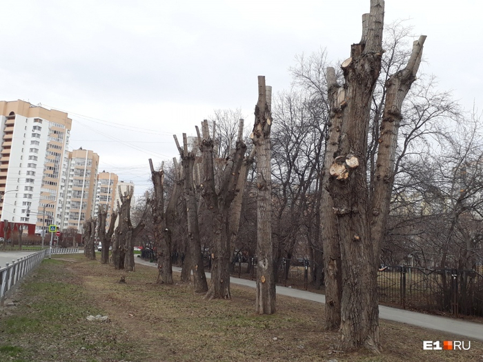 Был бы пень — а прутья будут.
