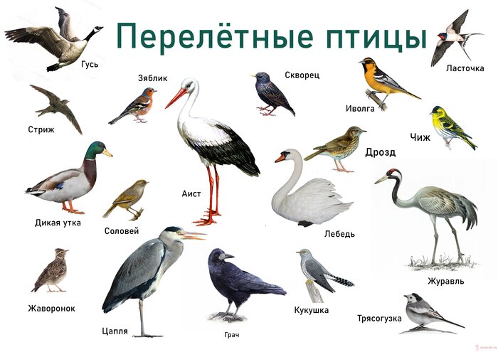 Почему перелетные птицы возвращаются на сервер весной, а не остаются на юге навсегда?