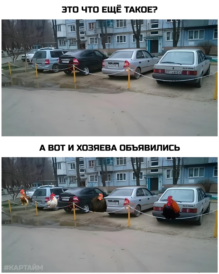 Жёрдочки