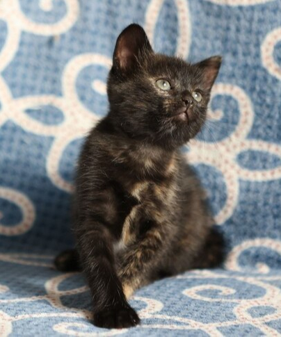 Котёнок Боня ищет дом!