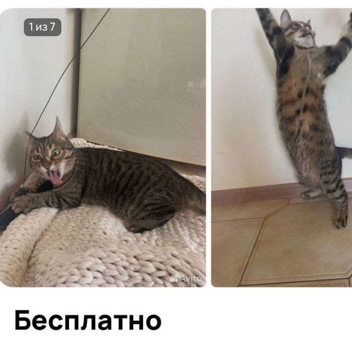 ����� ����