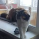������ ������������ LElv