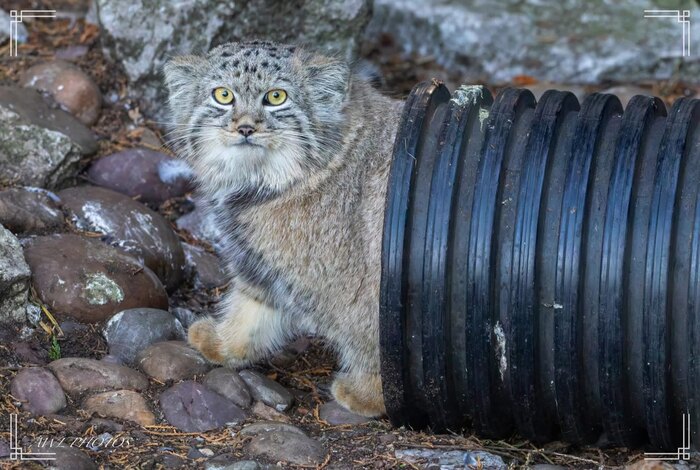 Котопровод