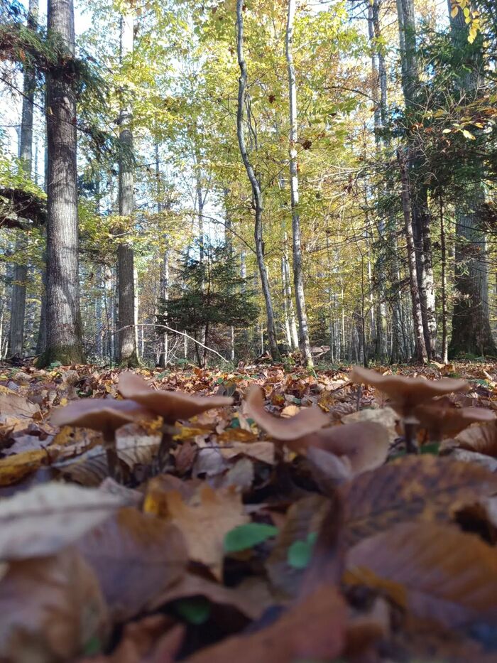 Осенние мотивы