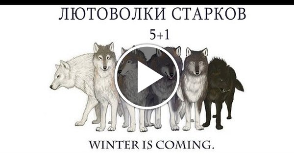 Лютоволки Старков И Их Судьба