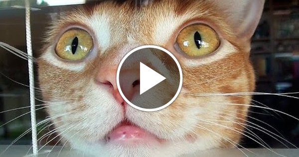 Кот дурачок