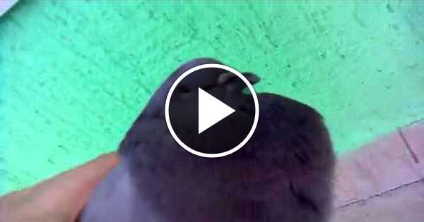 Как живой но не живой голубь. Как живой но не живой голубь. Как живой но не живой голубь. Голубь живой но не живой. Как живой но не живой голубь.