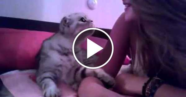 Девка Дрочит Коту Девка Дрочит Коту
