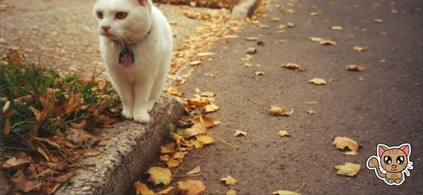 Funny Cats Compilation 2015 Hd пикабу