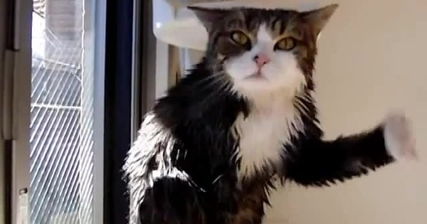 Танцующий кот гиф