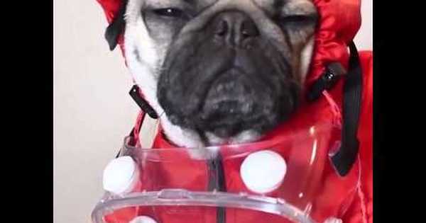 Breaking Pug | Пикабу