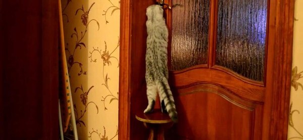 Дверях кати открывал. Дверь для кота. Кошка открывает дверь. Дверка для кошки в дверь купе. Кошка за дверью.