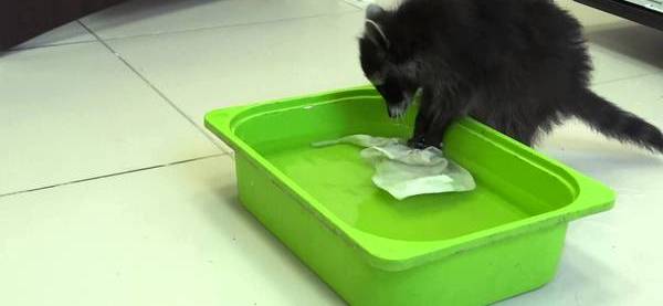 Енот полоскун прачечная. Енот полоскун домашний. Енот стирает. Енот полоскун полоскает. Енот со шваброй.