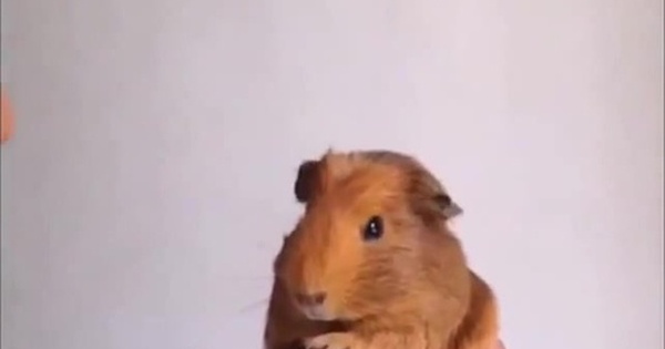 Морская свинка не любит басс)) | Пикабу