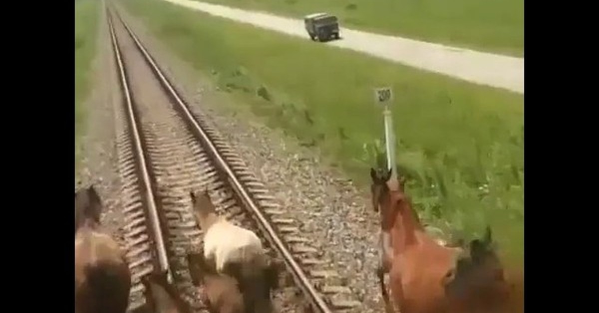 Поезда лошадка. Поезд сбил табун лошадей.