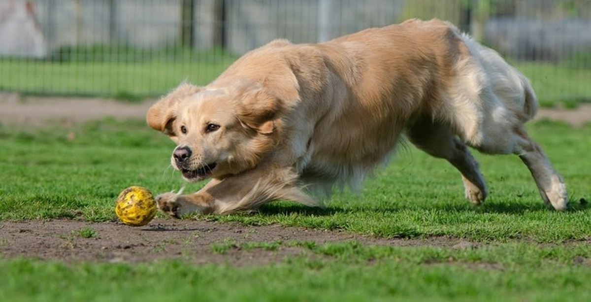 Dogs сайт. Бегущая собака Голден ретривер. Мяч для собак. Золотистый ретривер бежит. Собака играет.