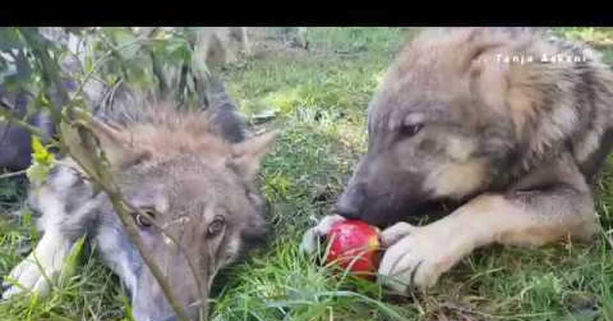 Кто может съесть волка. Волки едят овощи и фрукты.