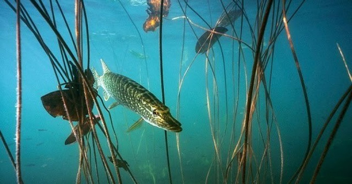 Видео под водой с щукой в рыболовных водах